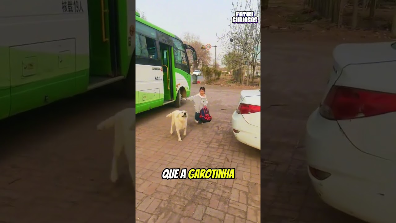 ESSE CACHORRO SEMPRE VAI BUSCAR A FILHA DO SEU DONO NO PONTO DE ÔNIBUS