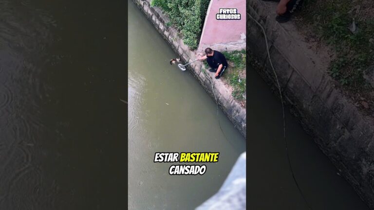 GATINHO CANSADO FOI SALVO POR UM MILAGRE