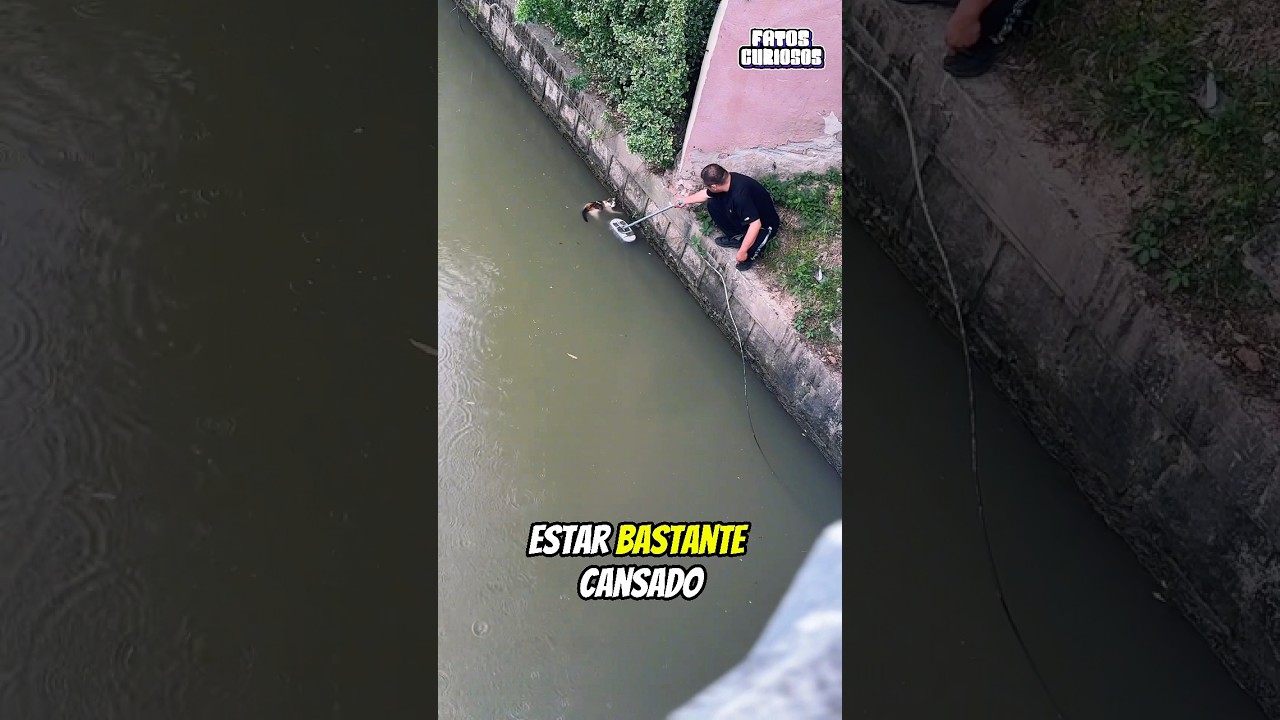GATINHO CANSADO FOI SALVO POR UM MILAGRE