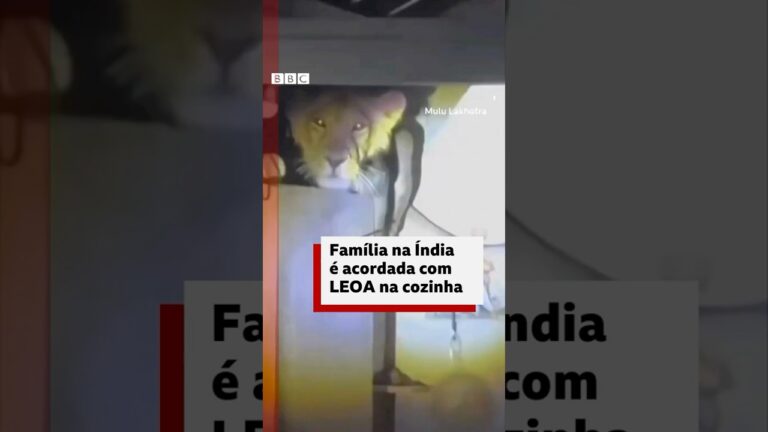 Leoa aparece em cozinha de uma casa na Índia #bbcnewsbrasil