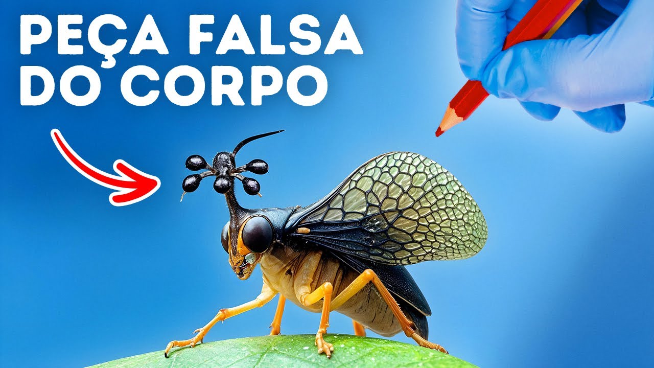 Não Esmague Este Inseto Se Você o Vir. Saiba por quê!