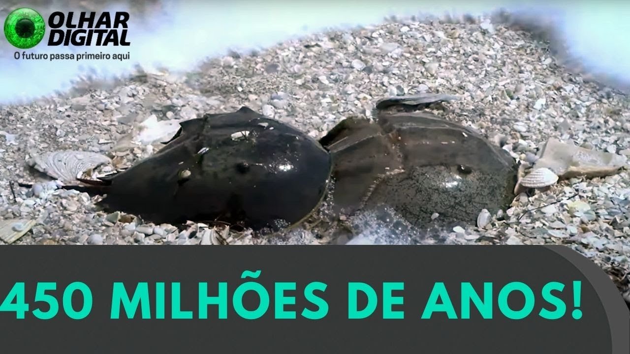 NASA preserva caranguejo mais antigo que os dinossauros