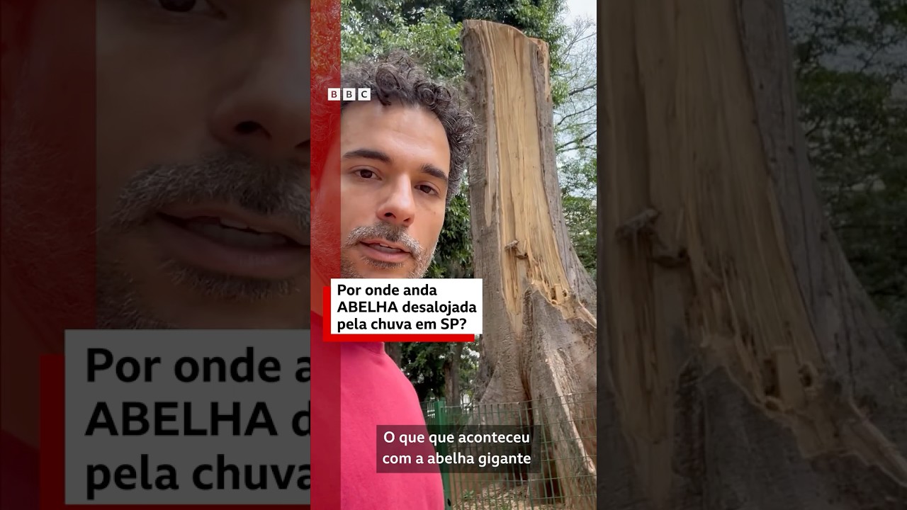 O que aconteceu com a abelha que perdeu a casa para a chuva em SP?  #bbcnewsbrasil