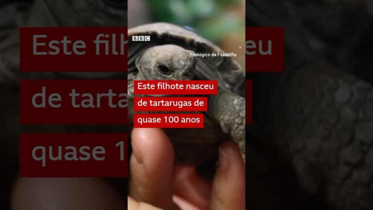 Nunca é tarde para (uma tartaruga) se tornar pai ou mãe #bbcnewsbrasil