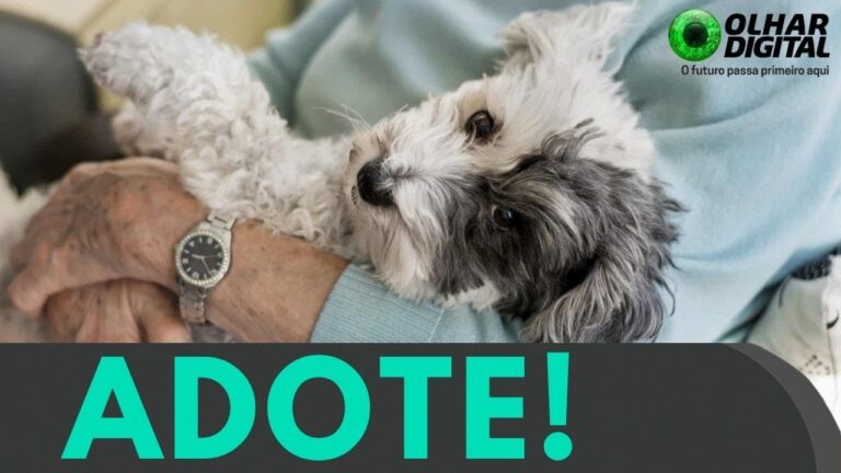 Pets reduzem solidão e promovem a saúde, aponta estudo