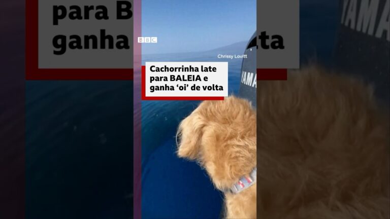 A cachorrinha ‘obcecada’ por baleias e que finalmente ganhou um ‘oi’ #bbcnewsbrasil