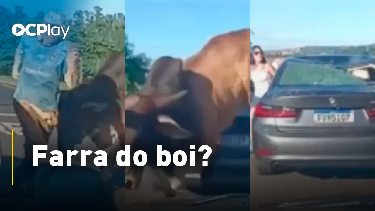 Touro atropela BMW em São Paulo