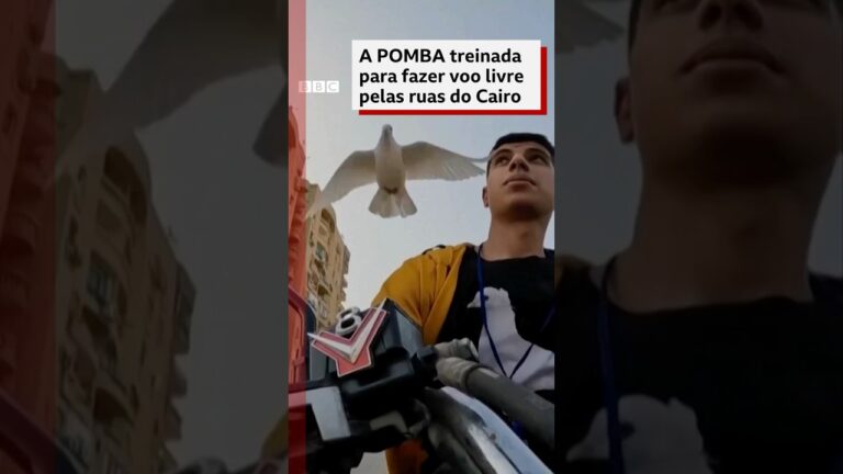 Uma pomba 🕊️ diferente voa pelas ruas do Cairo #bbcnewsbrasil
