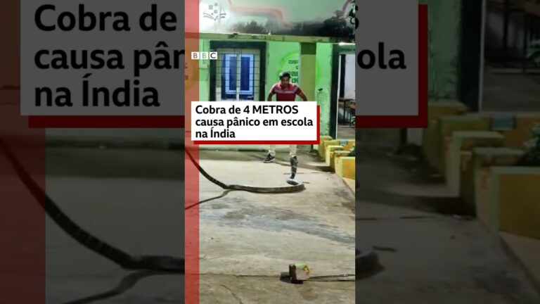 🐍🇮🇳 Cobra-real de 4 metros causa pânico em escola na Índia #bbcnewsbrasil