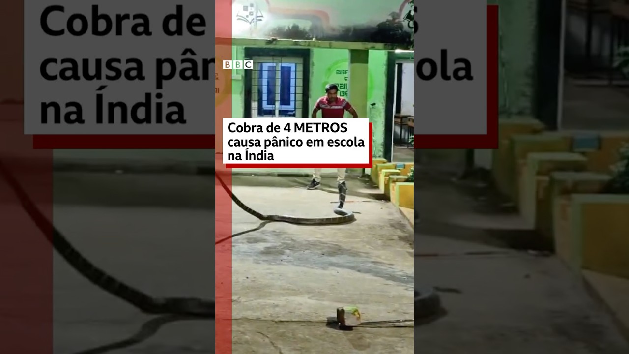 🐍🇮🇳 Cobra-real de 4 metros causa pânico em escola na Índia #bbcnewsbrasil