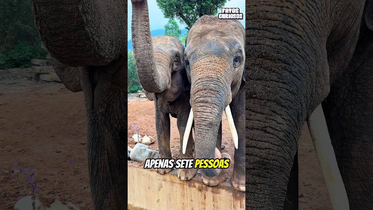 A NOBRE ATITUDE DESSE ELEFANTE ENCANTOU A TODOS