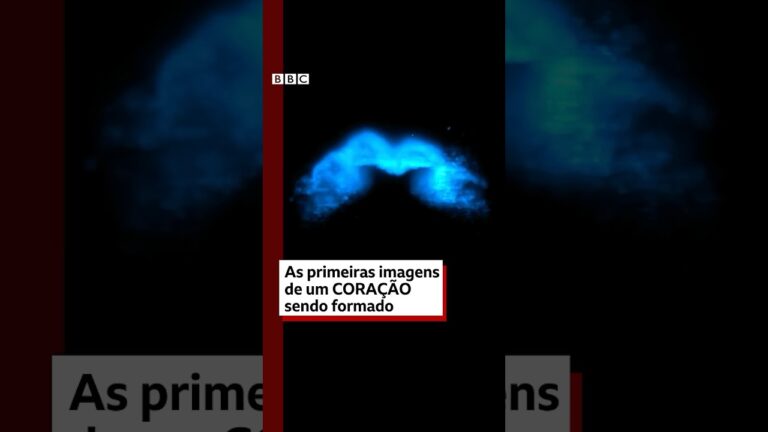 As primeiras imagens da formação de um coração 🐀💙 #bbcnewsbrasil