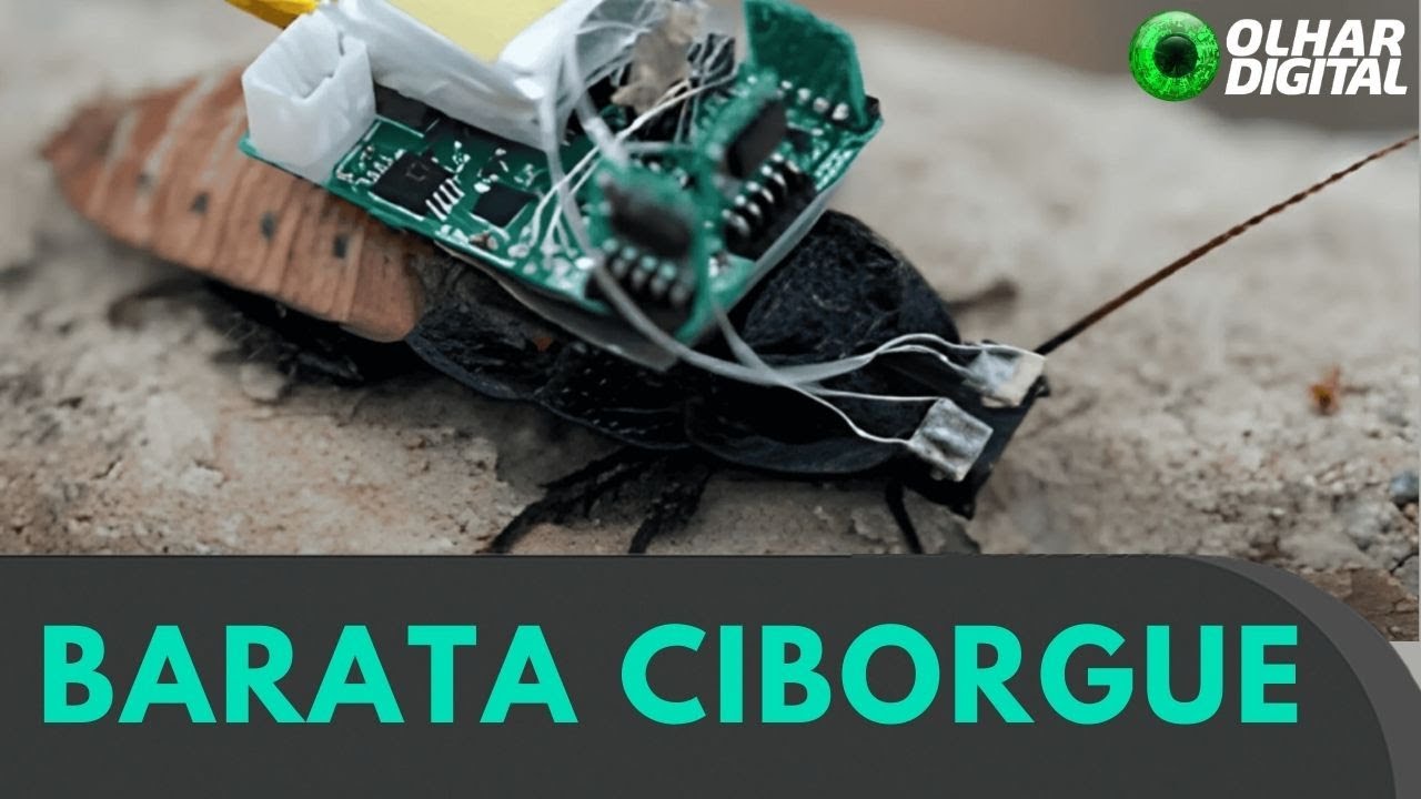 Barata ciborgue: cientistas controlam inseto com um capacete