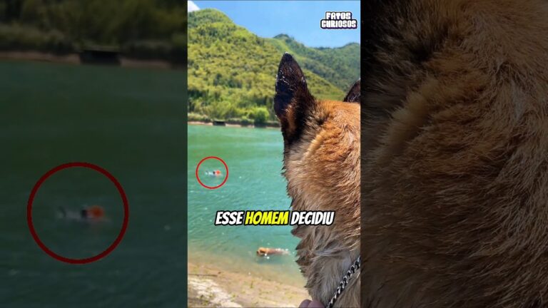 A NOBRE ATITUDE DESSE CACHORRO EVITOU QUE ALGO PIOR ACONTECESSE COM SEU DONO