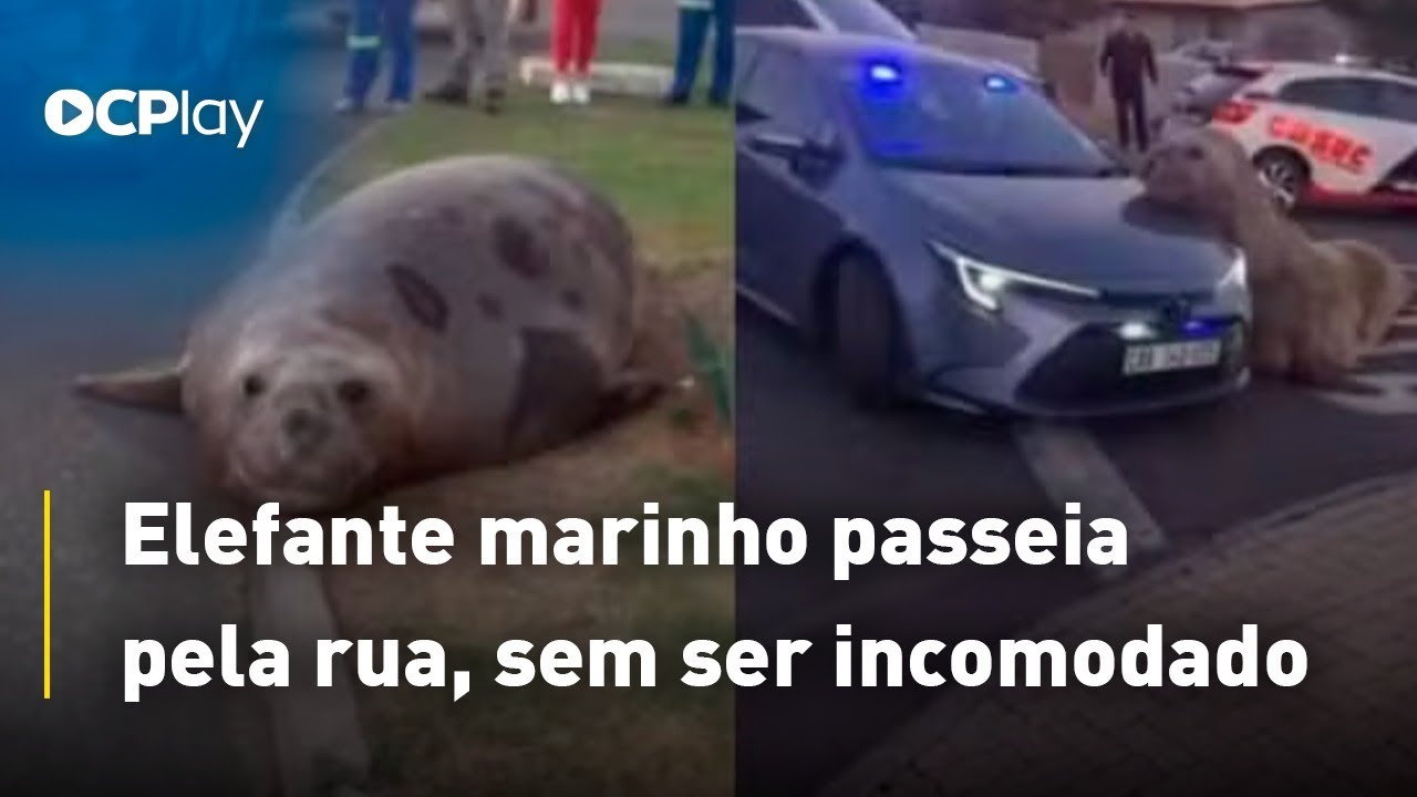 Elefante marinho passeia pela rua, sem ser incomodado