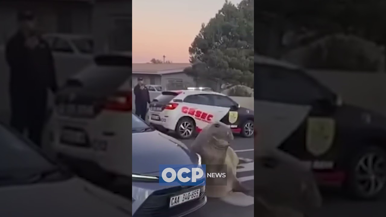 Elefante marinho passeia pela rua, sem ser incomodado