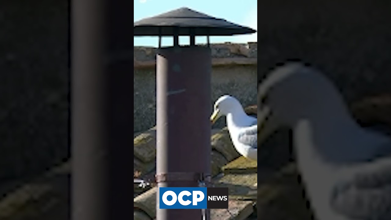 Gaivotas fazem refeição no teto do Vaticano