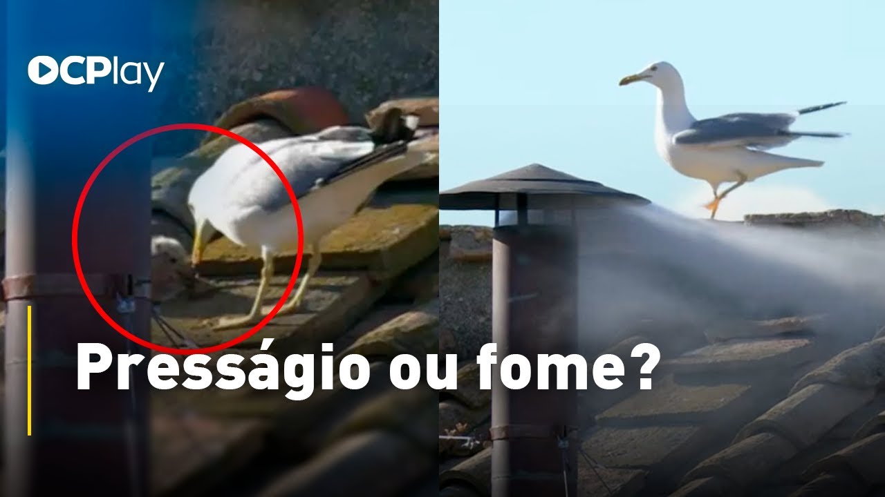 Gaivotas fazem refeição no teto do Vaticano