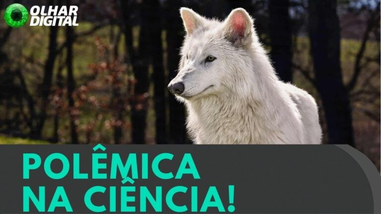Lobo-terrível: empresa admite que animal não foi “ressuscitado”