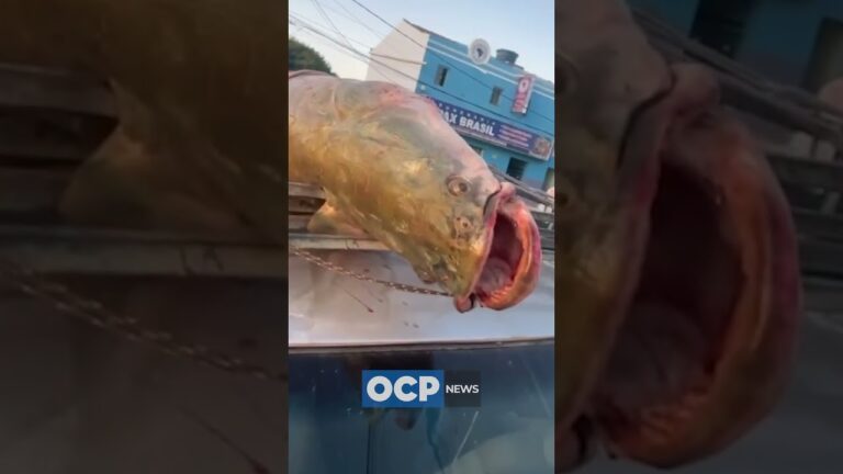 Peixe de 92 kg é fisgado na Bahia
