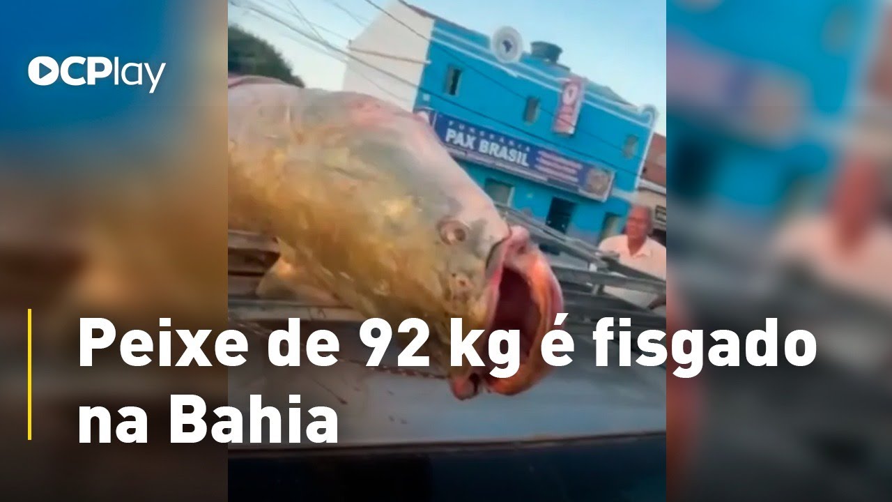 Peixe de 92 kg é fisgado na Bahia