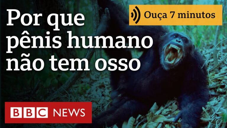 Por que pênis humano não tem osso para ajudar na ereção como em outros animais?