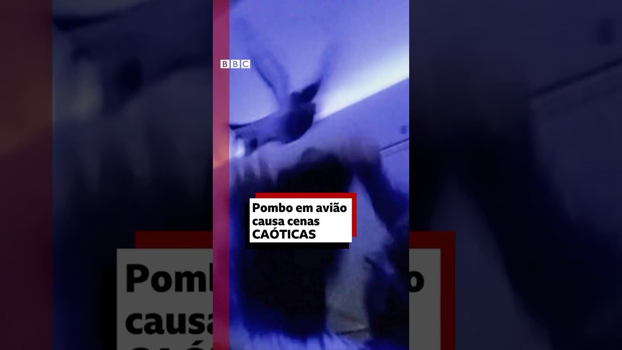 Pombos soltos em avião provocam caos entre passageiros #bbcnewsbrasil