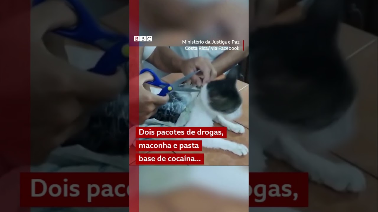O gatinho estava levando drogas para uma prisão na Costa Rica 🚨🐱🇨🇷 #bbcnewsbrasil