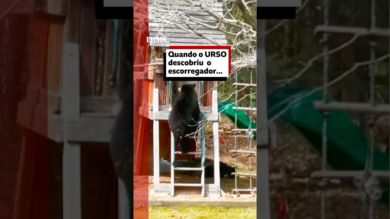 Urso 🐻 experimenta playground de casa nos EUA #bbcnewsbrasil