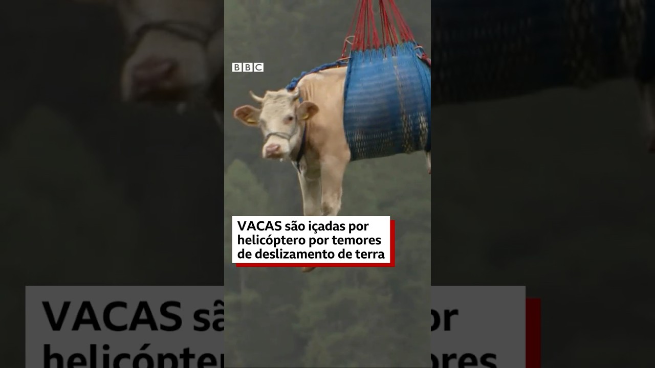 Vacas 🐮 dão 'um giro' nas alturas na Suíça #bbcnewsbrasil
