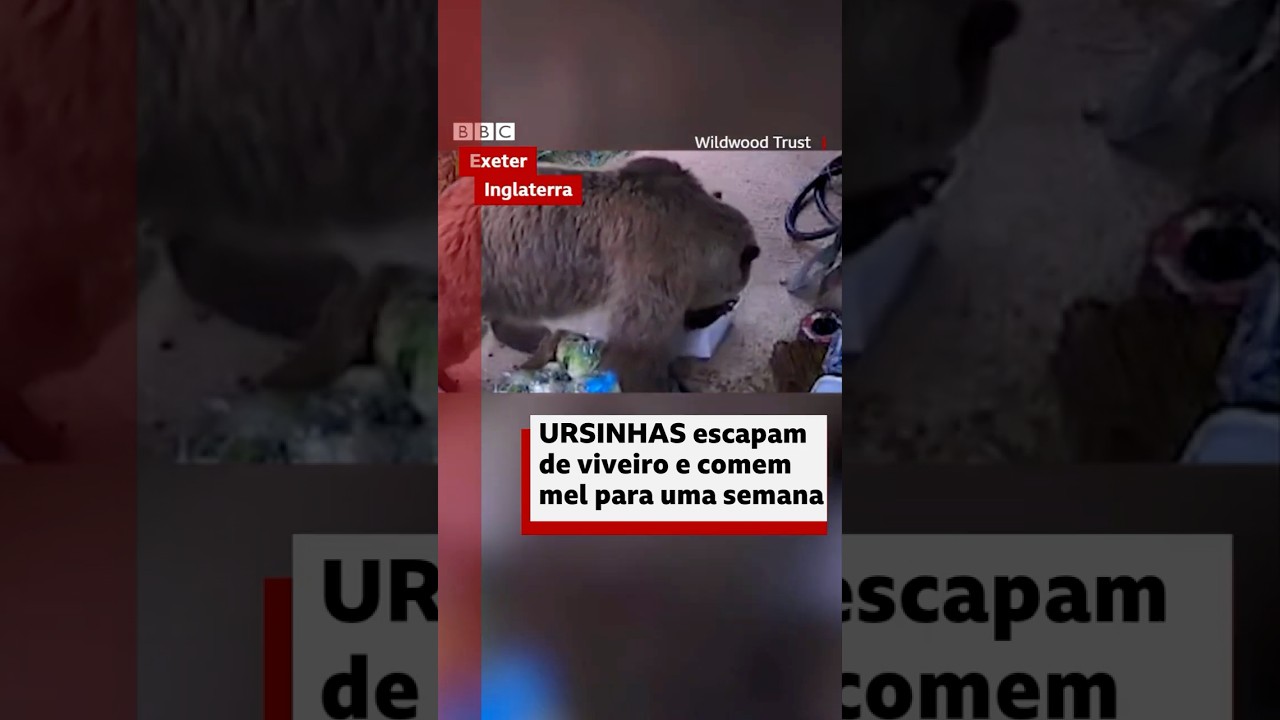 Ursas comem equivalente a "uma semana de mel"🐻 🍯 😳