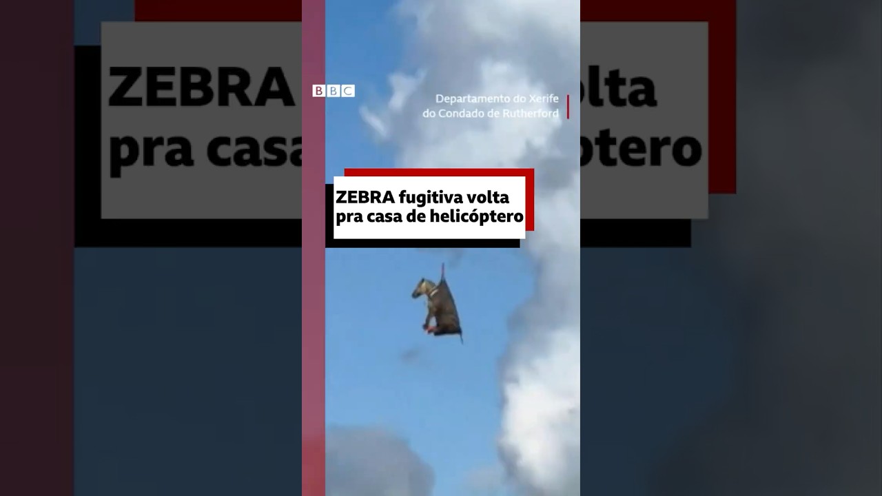 🦓🚁 Zebra fugitiva volta para casa de helicóptero #bbcnewsbrasil