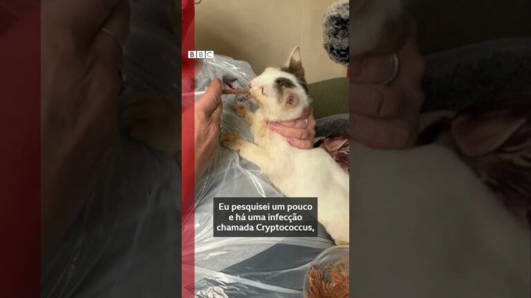 😻🤥 Conheça Barney Bubble, o gato com um nariz excepcionalmente grande #bbcnewsbrasil