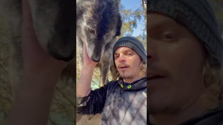 Cão lobo existe e é lindo