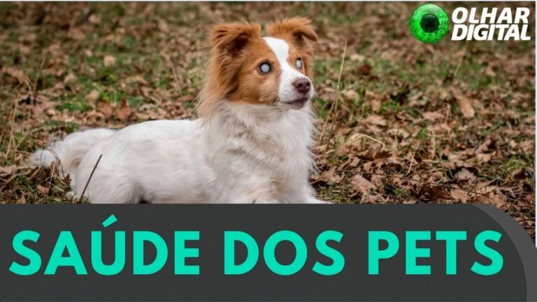 Colete inteligente ajuda cães cegos a “verem” com o corpo