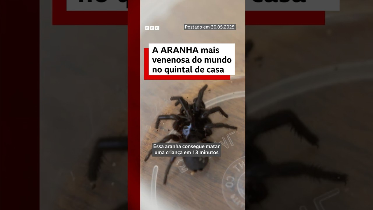 Você tem medo de aranha? Melhor não olhar agora 😳 #bbcnewsbrasil