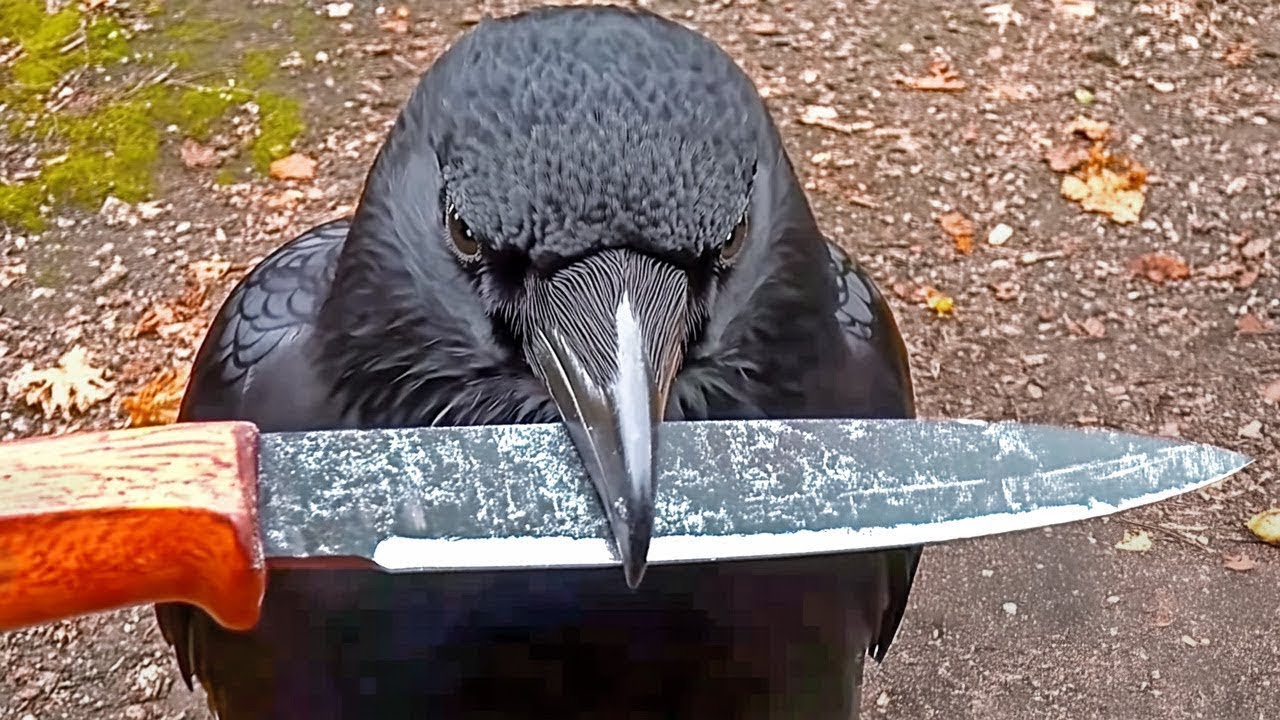 Pássaros Capturados Fazendo O Que Ninguém Deveria Ver