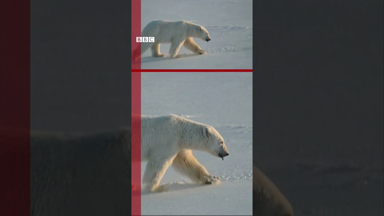 🐻‍❄️🔬 Ursos-polares e os químicos "eternos"