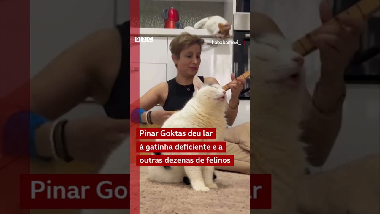 A gatinha resgatada que exige suas canções prediletas