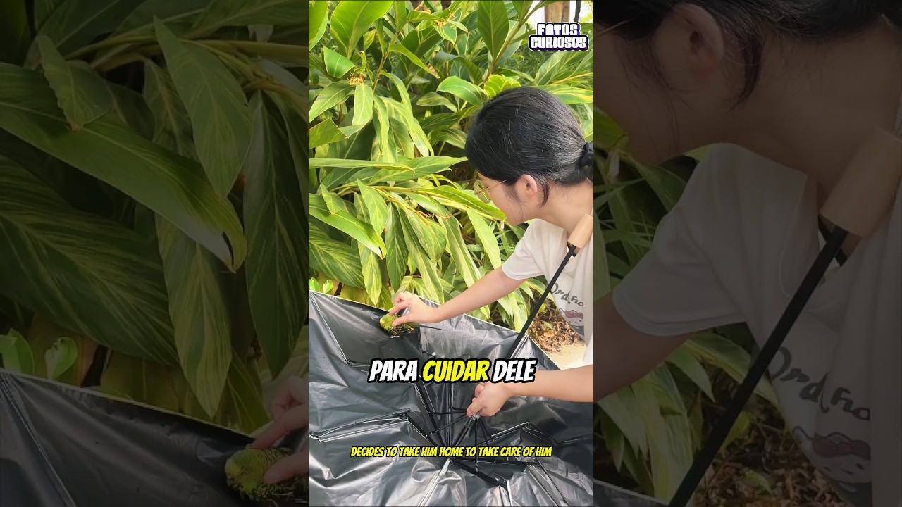 A GENEROSIDADE INESPERADA DESSA MULHER SALVOU A VIDA DESSE PASSARINHO