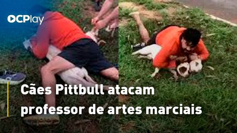 Cães Pittbull atacam professor de artes marciais