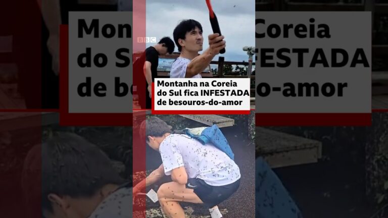 🦗 Uma invasão de insetos para todo o lado #bbcnewsbrasil