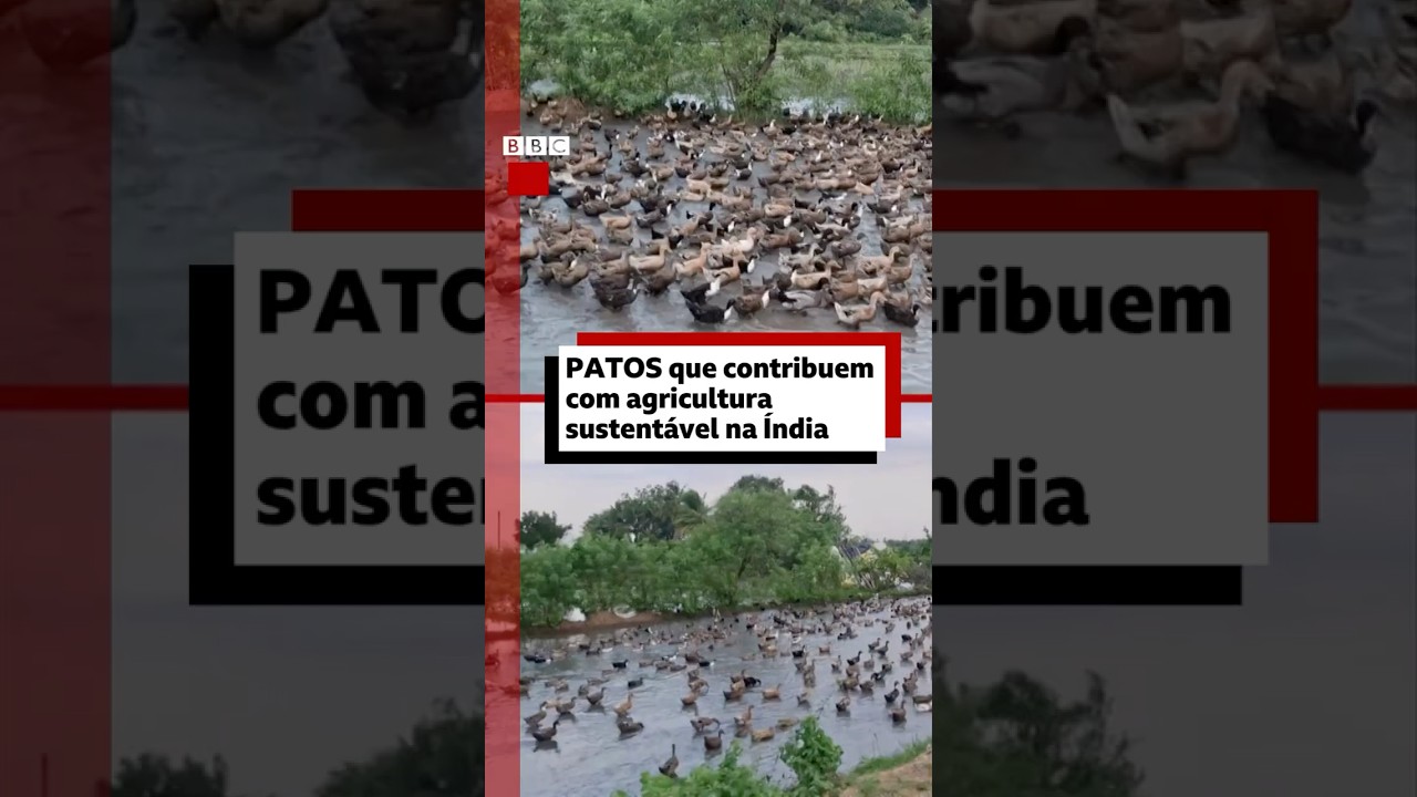 Patos que favorecem agricultura sustentável 🇮🇳🦆