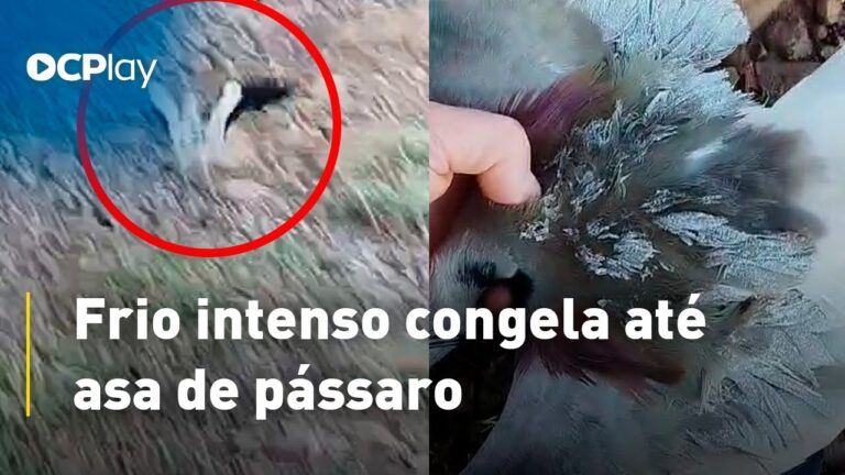 Frio intenso congela até asa de pássaro