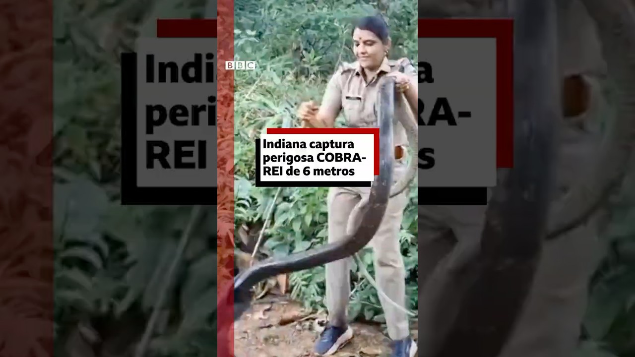 Indiana captura perigosa cobra-rei em minutos