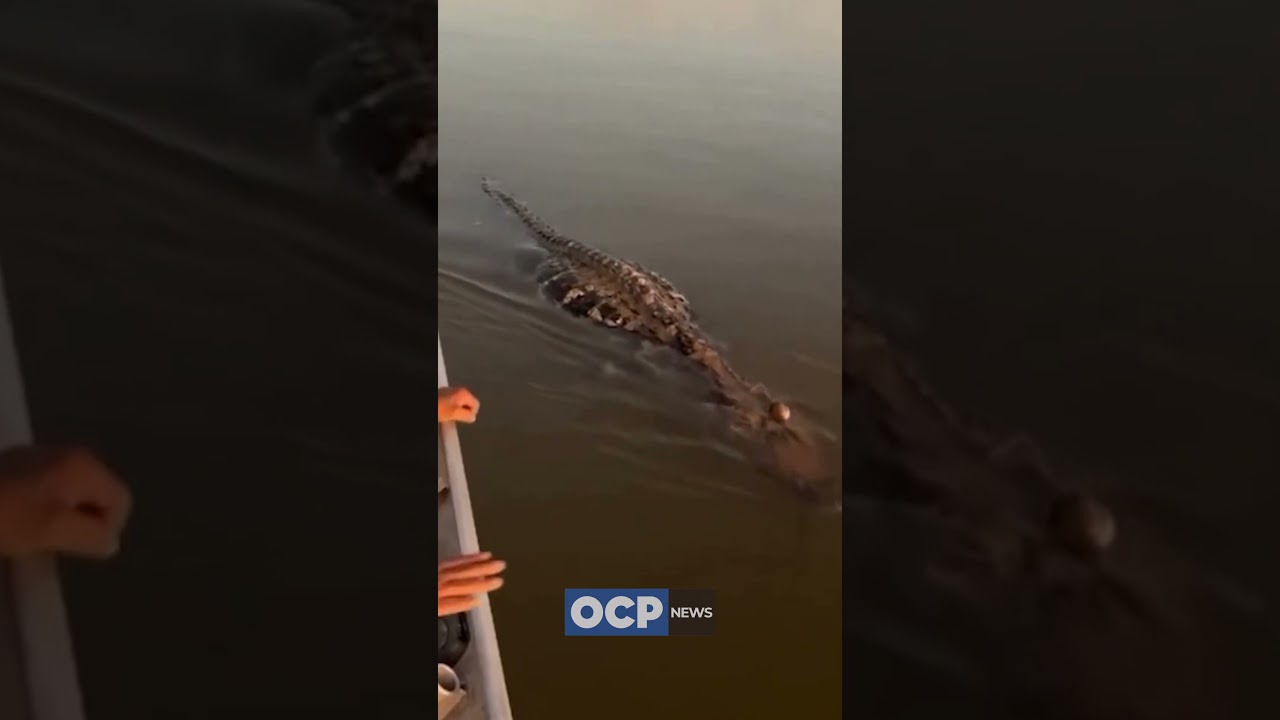 Jacaré assusta pescadores e vídeo viraliza na internet