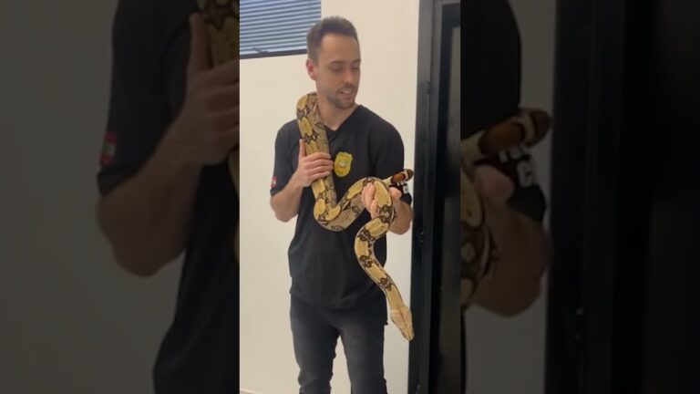 Jibóia de 2,5 metros tratada como pet, é apreendida em Joinville