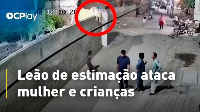 Leão de estimação ataca mulher e crianças