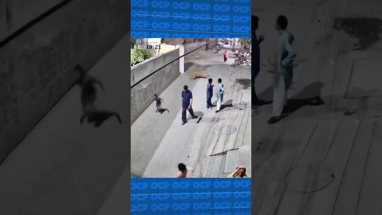 Leão de estimação ataca mulher e crianças