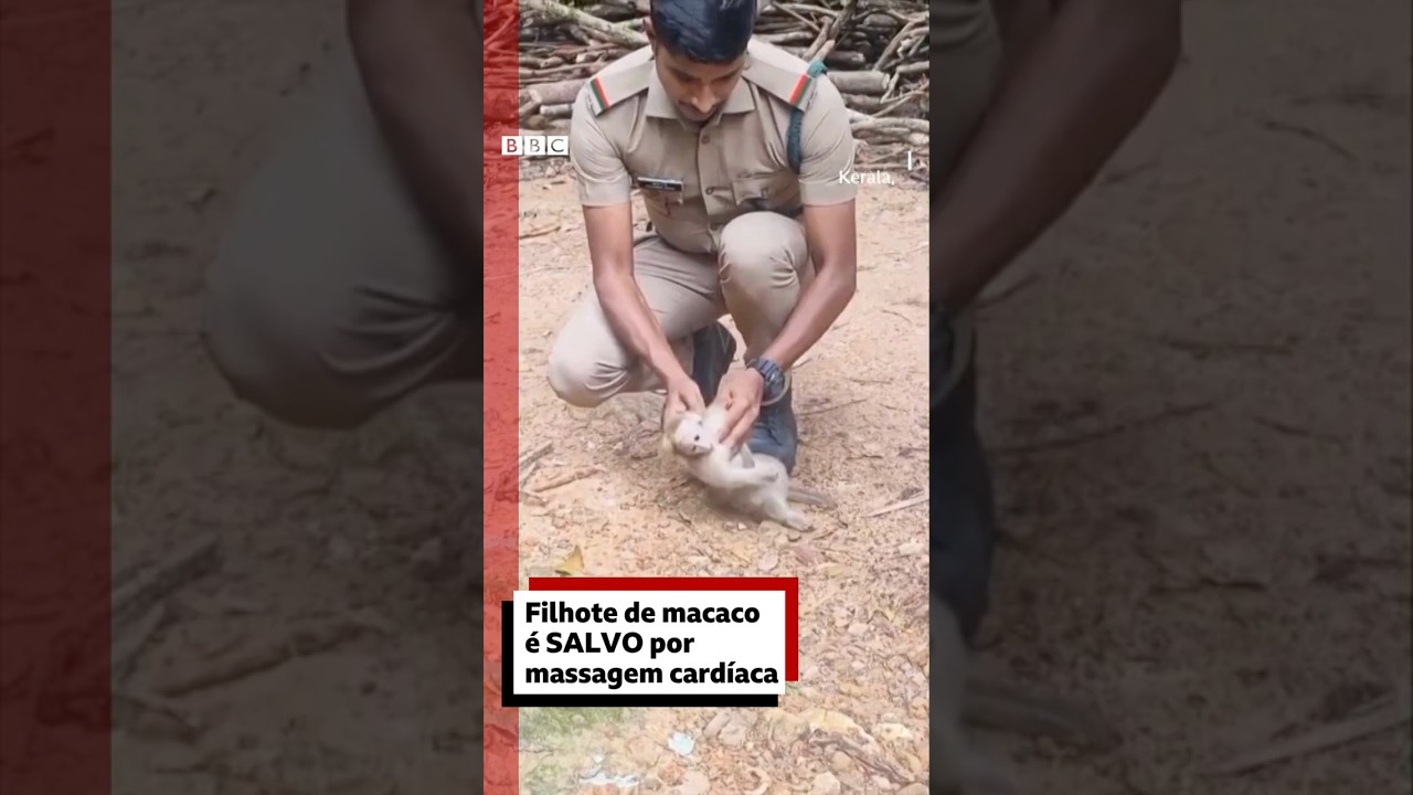 Macaco bebê eletrocutado é salvo por massagem cardíaca 🐒